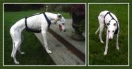 Assistance Harness for Greyhounds - Click For Enlargement