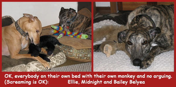 Ellie, Midnight, and Bailey Belyea